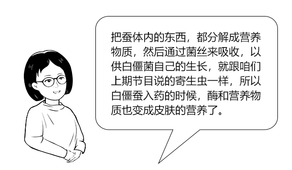 医用消疤贴怎么用大白话说中医第五百八十四期｜秦艽加上白僵蚕，祛斑消疤不麻烦_https://www.jmylbn.com_新闻资讯_第31张