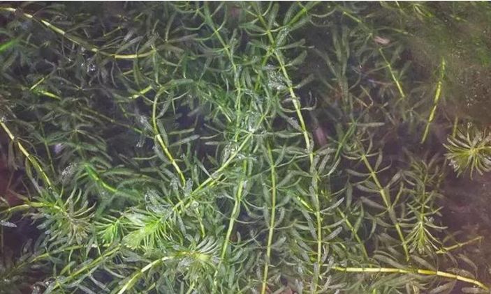 小龙虾养殖水草知识大全及栽种方法 小龙虾养殖必备 太全面了 新发虾稻米