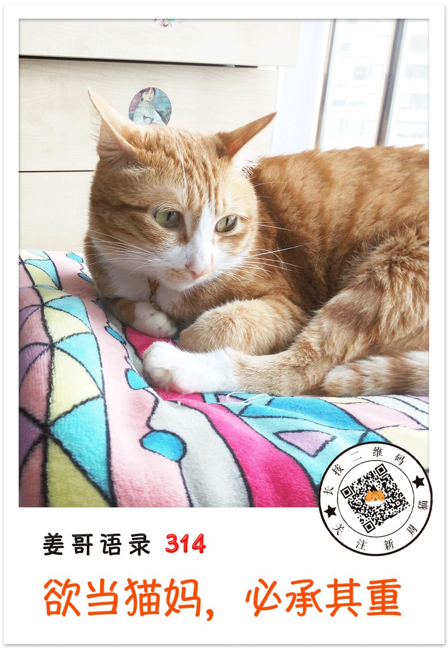 年轻人 你拿什么养小奶猫 新周刊微信公众号文章