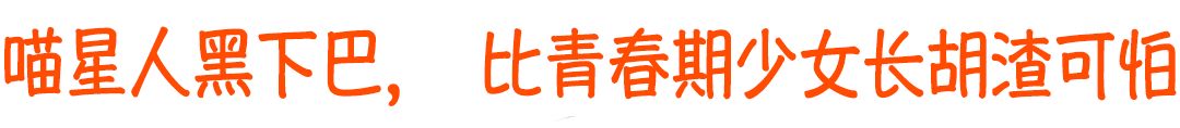 貓生三大坎：貓瘟、絕育、黑下巴！ 萌寵 第6張