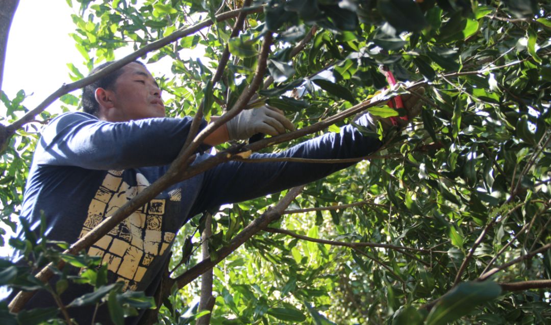 到修剪树木,并在规定的90分钟时限内对两棵澳洲坚果树木进行修枝整形