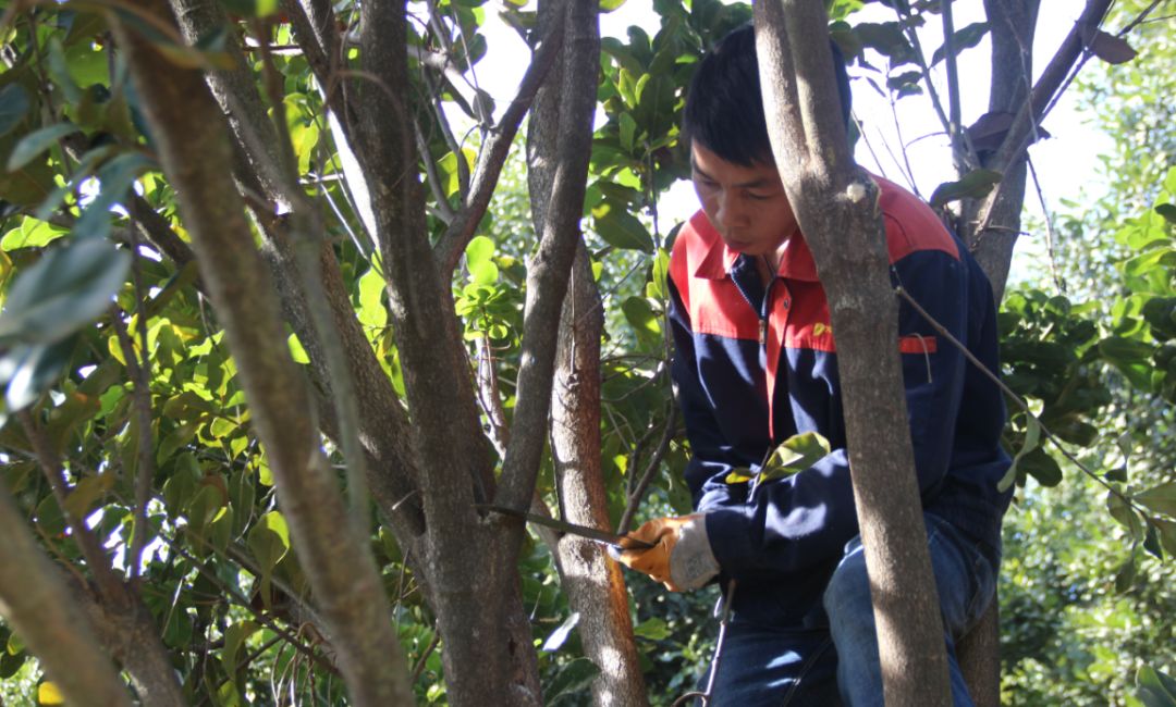 到修剪树木,并在规定的90分钟时限内对两棵澳洲坚果树木进行修枝整形
