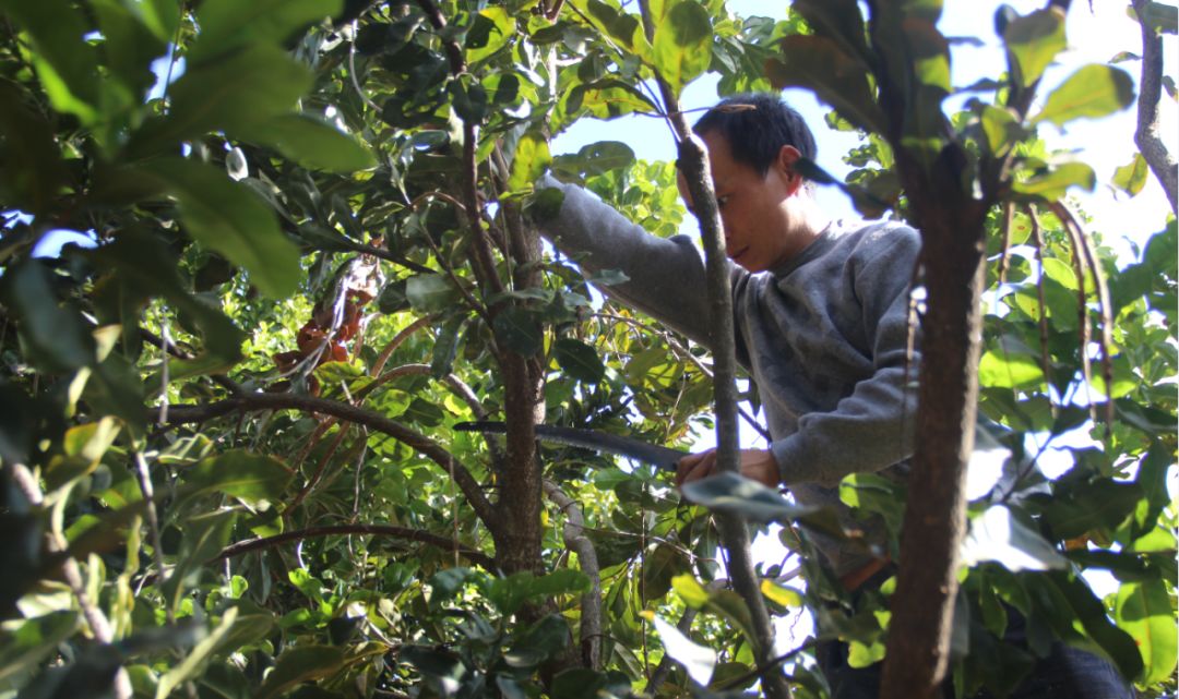 到修剪树木,并在规定的90分钟时限内对两棵澳洲坚果树木进行修枝整形