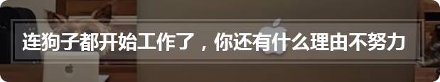 萨摩耶意外怀孕,看孩子长相主人无法确定“凶手”是谁