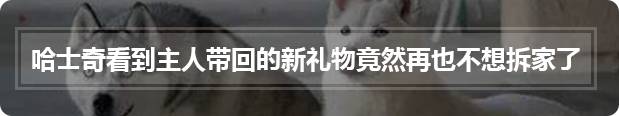 萨摩耶意外怀孕,看孩子长相主人无法确定“凶手”是谁