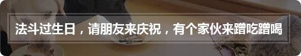 萨摩耶意外怀孕,看孩子长相主人无法确定“凶手”是谁