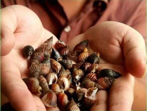 比砒霜还毒,一颗就可能要命!目前没有解药!