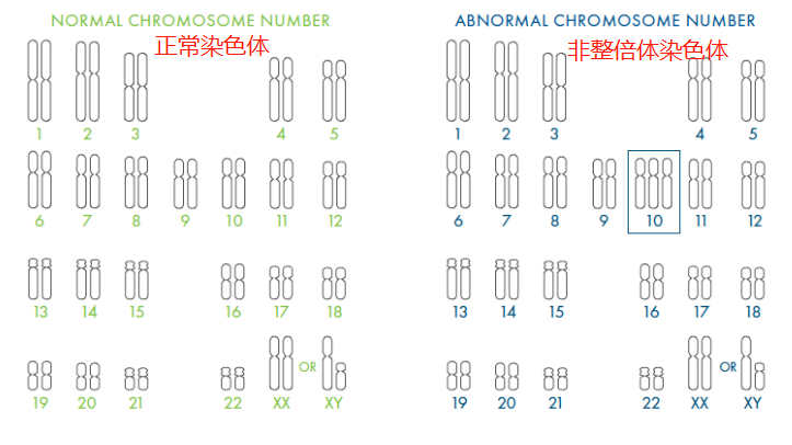 胚胎脆弱VS染色体异常，高龄备孕女性要不要做PGT?