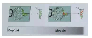 有且只有一个「嵌合体胚胎」，要不要选择移植？移植有哪些风险？