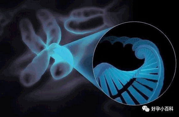 高龄备孕，该如何避免染色体问题导致的胎停流产？