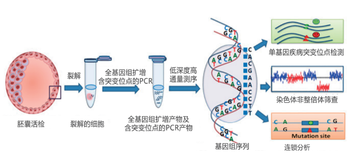 关乎每个试管家庭！第一、二、三代试管你不得不知的秘密