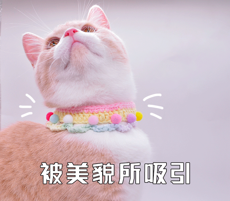 做试管，移植囊胚还是卵裂期胚胎？该怎么选？