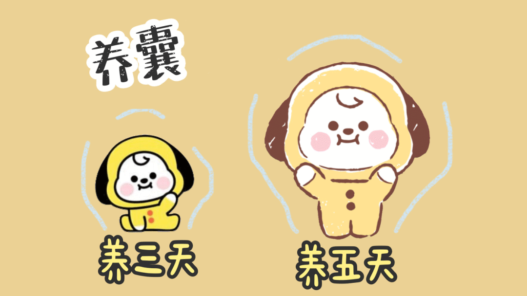 做试管，移植囊胚还是卵裂期胚胎？该怎么选？