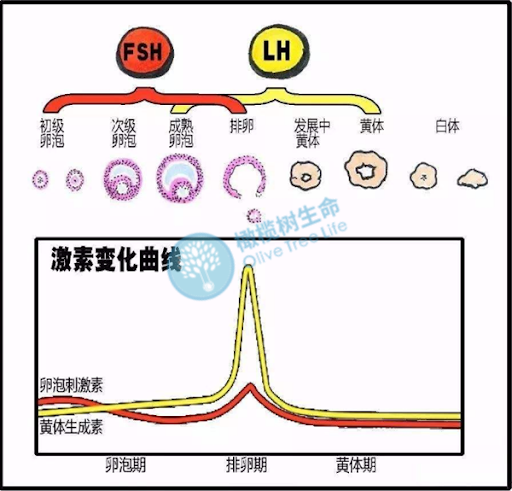 揭秘 |  高FSH都是卵巢早衰，试管婴儿如何备孕？