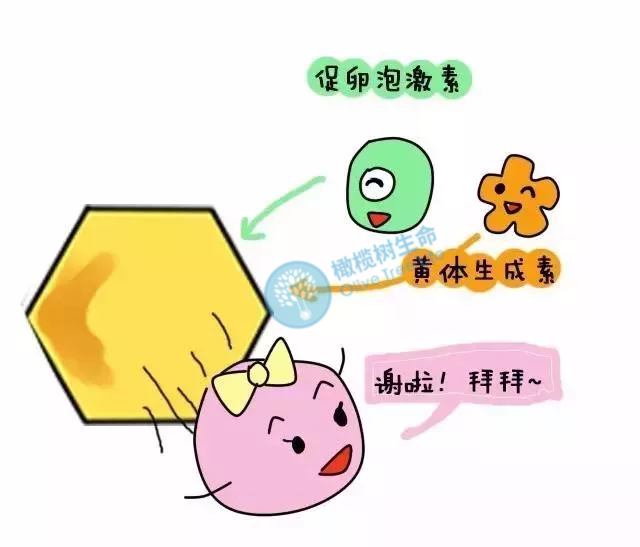 揭秘 |  高FSH都是卵巢早衰，试管婴儿如何备孕？