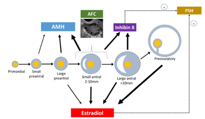 大项目检测卵巢储备功能，哪个更准确？"