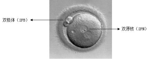 论“以貌取人”这方面还得看我们的胚胎！