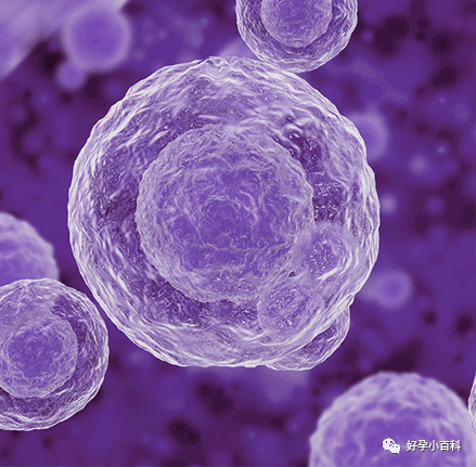 颜值即正义，选对象是，选胚胎也是！！