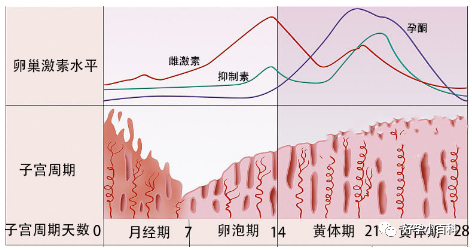 性激素六项里雌二醇（E2）和试管促排卵的关系！