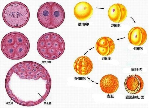 脱“染”宝宝大作战——染色体平衡易位如何健康生育?