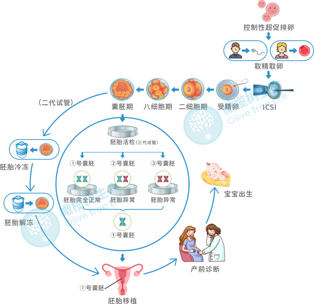 论“以貌取人”这方面还得看我们的胚胎！