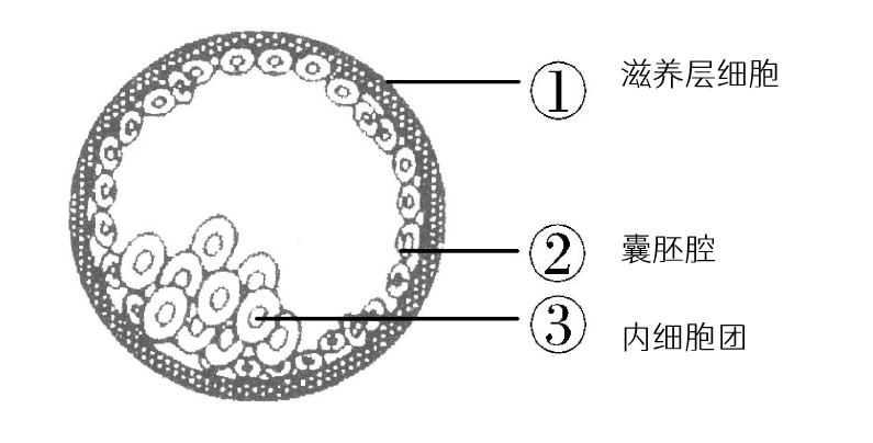 成功养囊=胚胎健康？90%的姐妹都不知道真相！