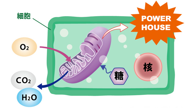 黑马！提高卵子质量全靠它！