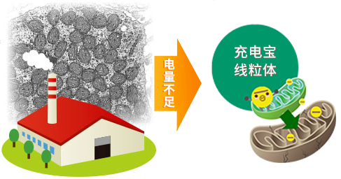 黑马！提高卵子质量全靠它！