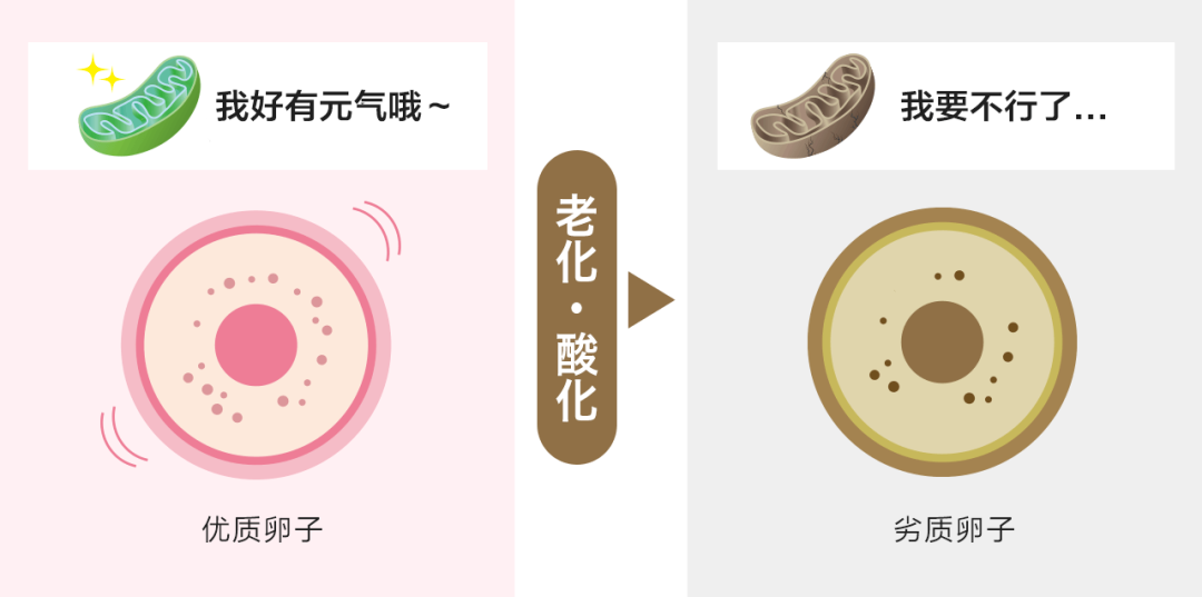 黑马！提高卵子质量全靠它！