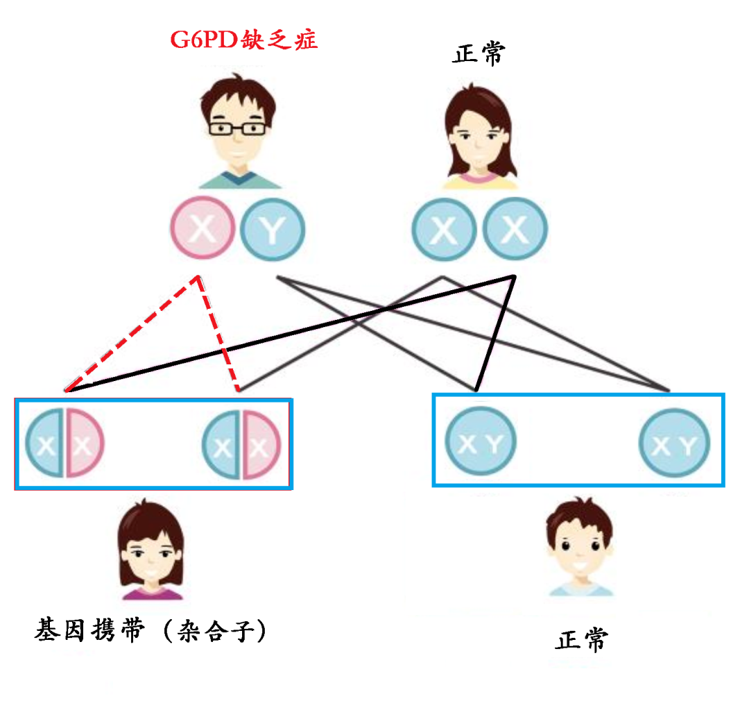 试管婴儿是否可以避免蚕豆病？