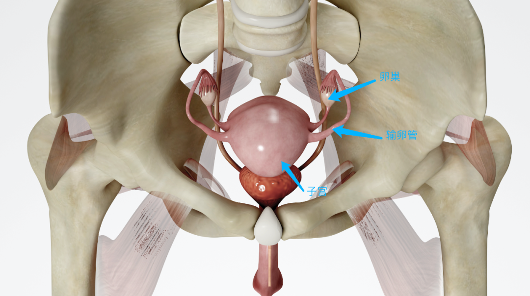 判定卵巢好不好，性激素六项不要错过！