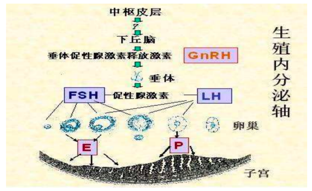 判定卵巢好不好，性激素六项不要错过！