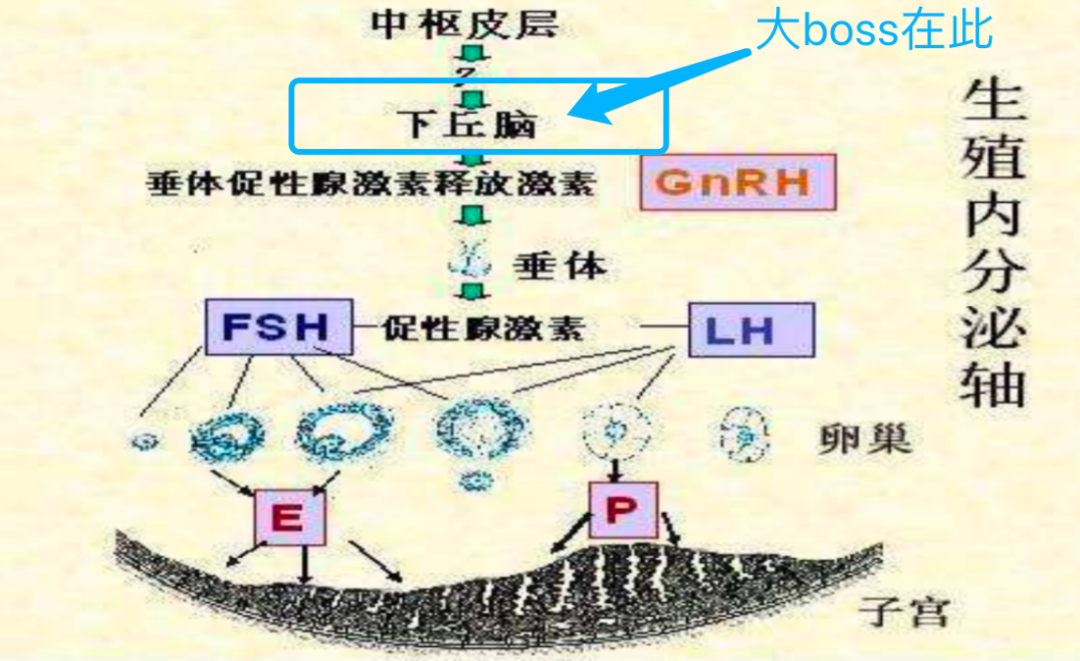 判定卵巢好不好，性激素六项不要错过！