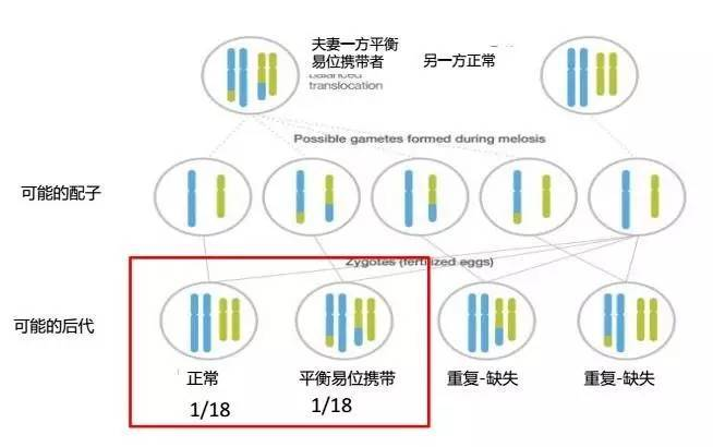 脱“染”宝宝大作战——染色体平衡易位如何健康生育?