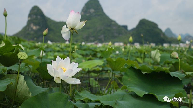 柳江正式向全國發出邀請！桂林/南寧/北海...全廣西都羨慕了 旅遊 第7張