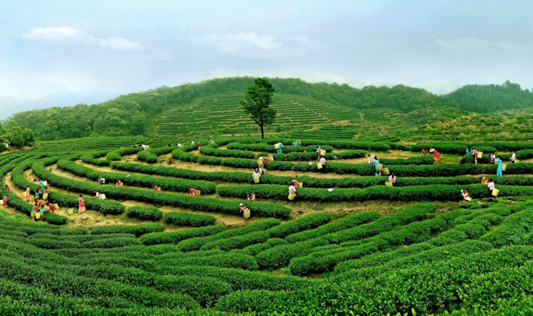 怀集有茶有粉有柚有西瓜9月23日新岗美人约你邂逅她