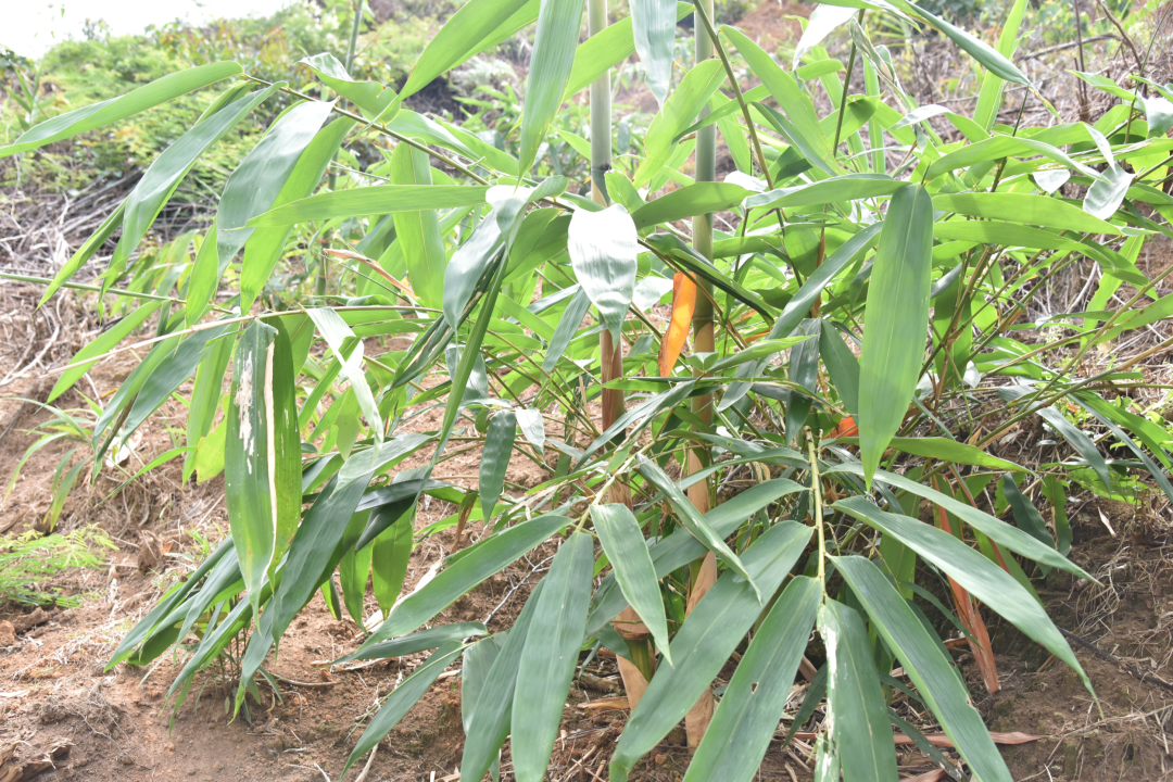 懷集麻竹筍種植加工基地項目於今年年初落戶懷集縣鳳崗鎮,由肇慶懷集