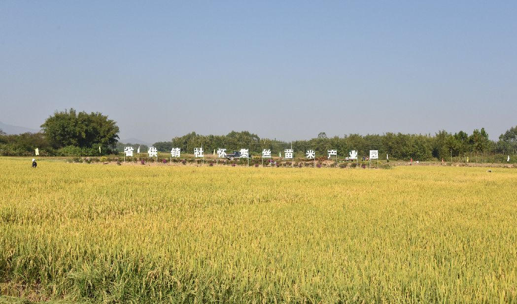 机械化科技化效益化省供销社怀集丝苗米产业园助农增收