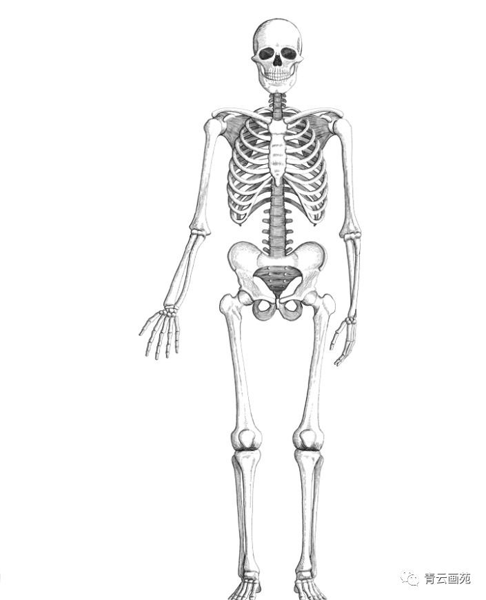 人体骨骼绘画教程 青云画苑 微信公众号文章阅读 Wemp