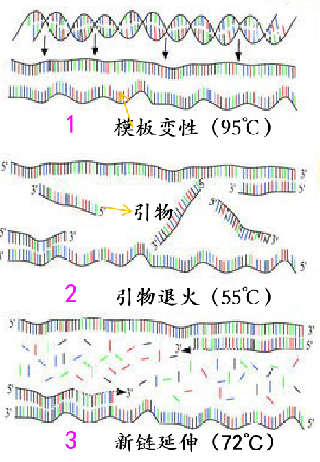 PCR · 耗材篇