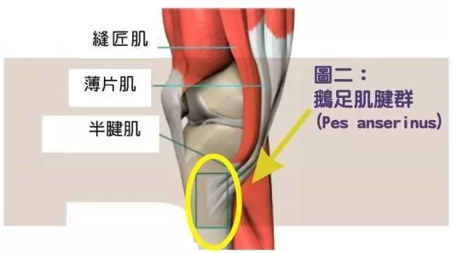 干货丨跑步内侧膝痛原因不明 小心是鹅足肌腱炎 比戈跑步学院 微信公众号文章阅读 Wemp