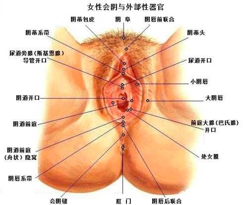 小阴唇缩小整形术 外阴疾病专家面对面 微信公众号文章阅读 Wemp