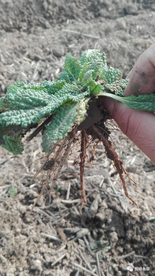 一味治疗支气管炎的中药蟾蜍草