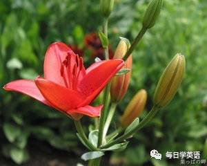 花開半夏 各國國花你又知多少 每日學英語 微文庫