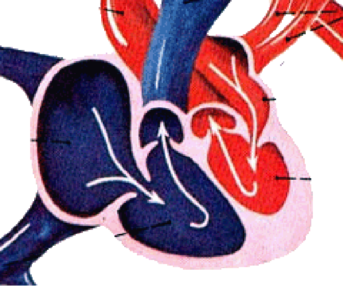 急性冠脉综合征的紧急救治