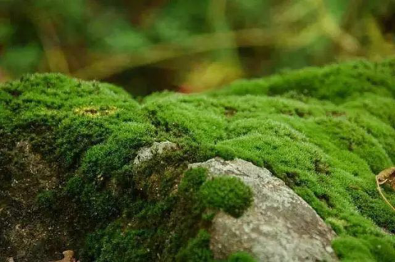 散发着安静力量的苔藓，美了一方小院