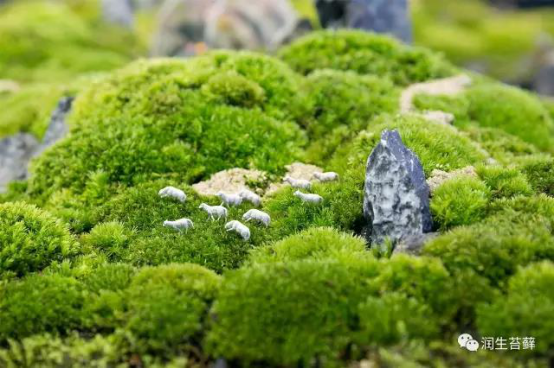 散发着安静力量的苔藓，美了一方小院