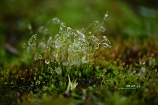 散发着安静力量的苔藓，美了一方小院