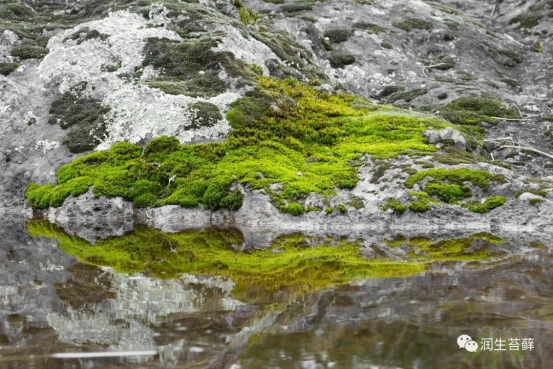 散发着安静力量的苔藓，美了一方小院