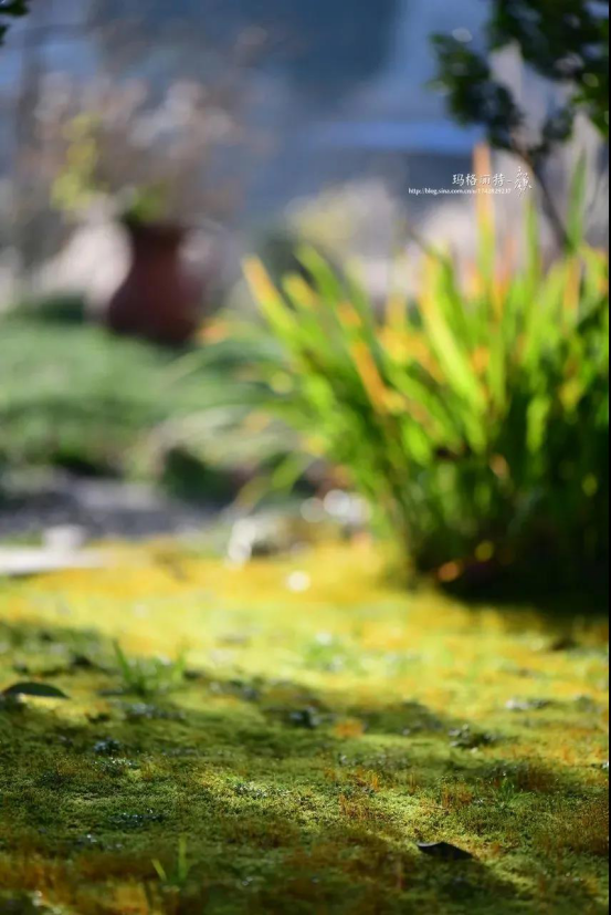 散发着安静力量的苔藓，美了一方小院